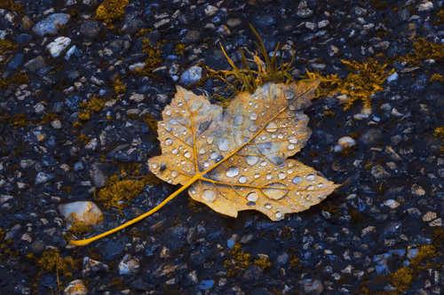 Miscellaneous - Johann Piber