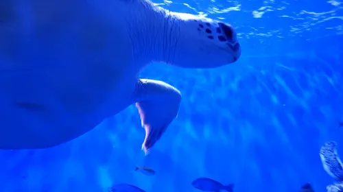 Item #105288803146246383568198026595242847884682393867054726493611635506835196215297 Media