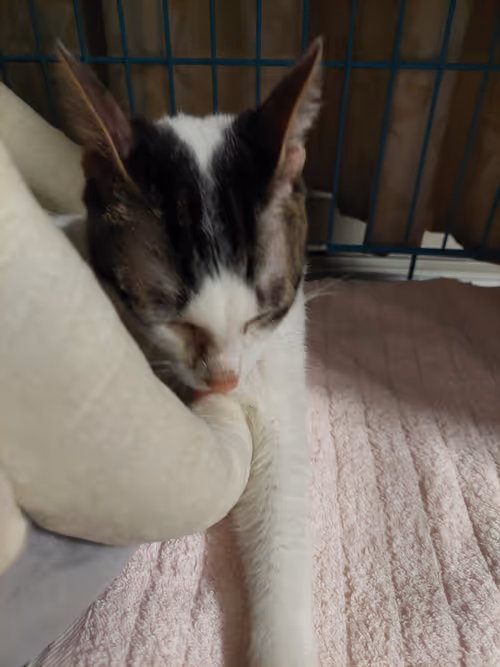 Item #99936926881834722245494880846447902772970396691943269501904837356086976577537 Media