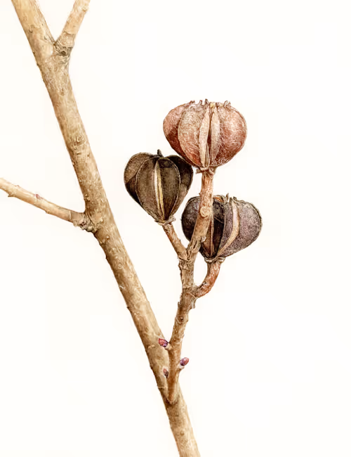 Item #113489034304621262780688231826605953110850630037048369512317058361272569954307 Media