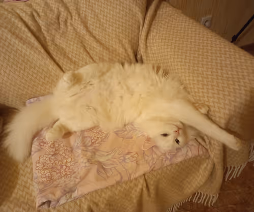 Item #763224073280193224173041358155125596503139434424356380946212144267457986561 Media