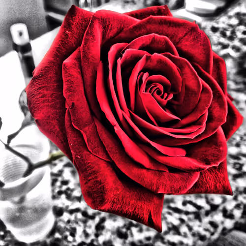 Roses Are Red