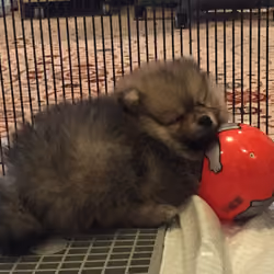Krosh sleeping on the ball