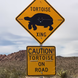Tortoise .10
