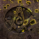 Nonfungi Collection