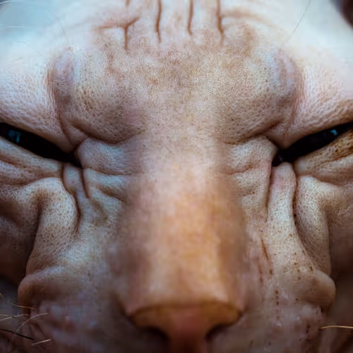 Catman