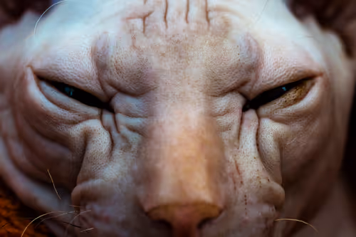 Item #96722404509651341404320943971918278257484839250108932769859130405047158964225 Media