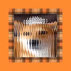 PLAID_Shiba_$DOGE_l'orange_001