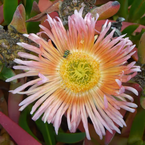 NicksPicks Collection