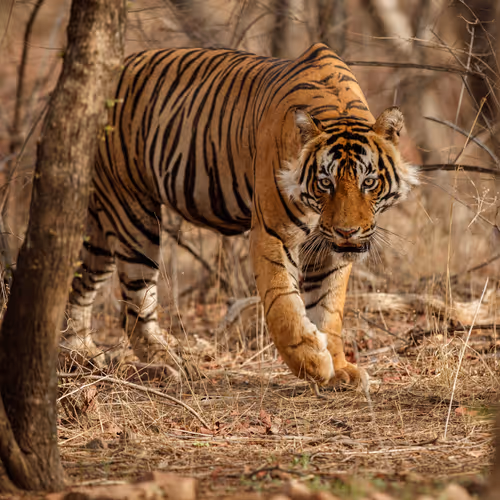 The Types Of Tigers In The World