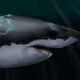29307710347827693739677548575001459365131201582135478446476952544660626079745