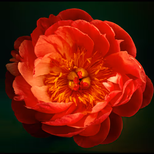 Peonies #2 Animation