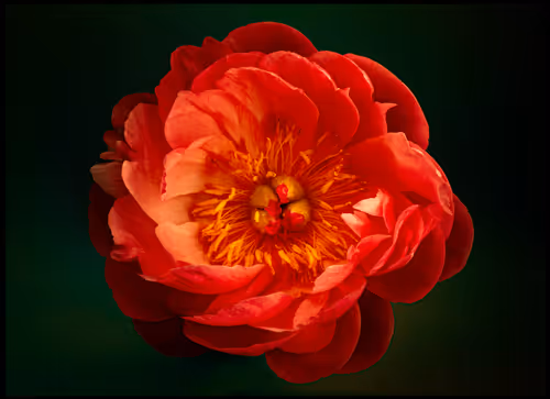 Item #78290859564487950582035157187154512379100989933844946097788898162462829838337 Media