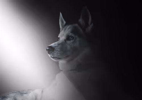 Item #21039152315860840398840656611329030066490619825103953688087864270392888655873 Media