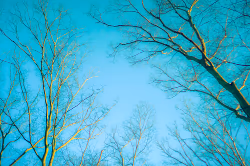 Item #87724672545568216492349628543176573267958151988335217142690977330113017806849 Media