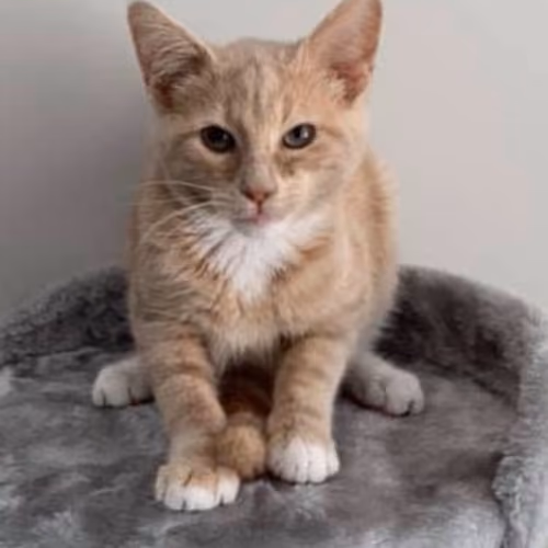 Cheeto on the Cat Tower