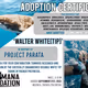 Adoption Certificates