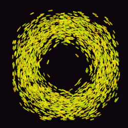 Color Ring #4