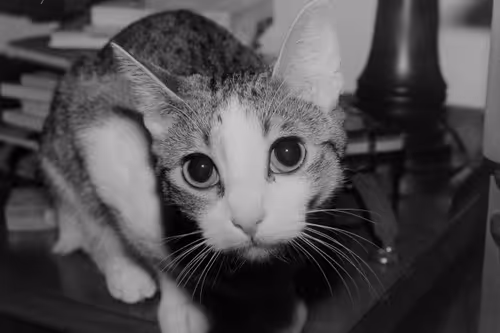 Item #102681073820549918018156706383720612658195698549287552323172903077455117418497 Media