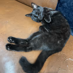 57432309319676179700798702069366385585354272226932054472084542012303637217281