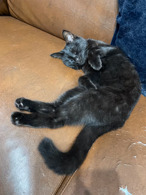 Item #57432309319676179700798702069366385585354272226932054472084542012303637217281 Media