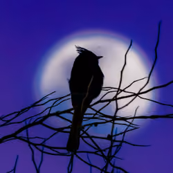 Phainopepla Against the Moon