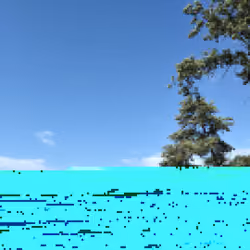 glitchy sapine aka fir tree
