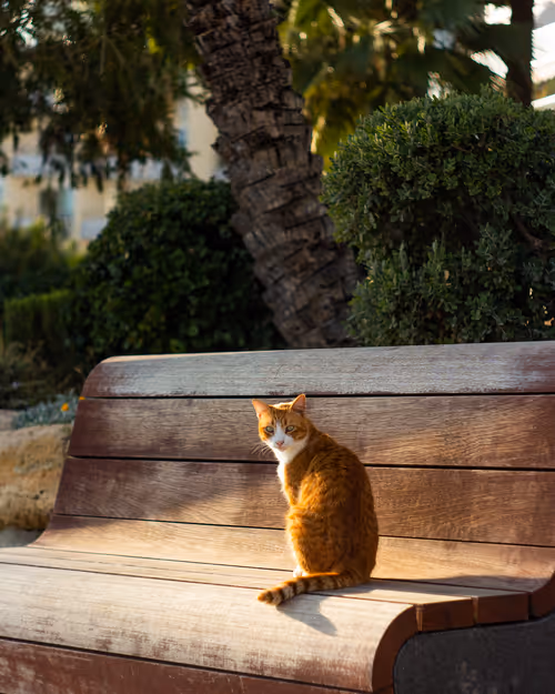 Item #54782985974607347148720532699414835129345073352407786523574901528623572844545 Media