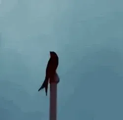 Black Drongo Sound