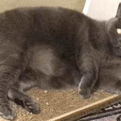 CAT in Original