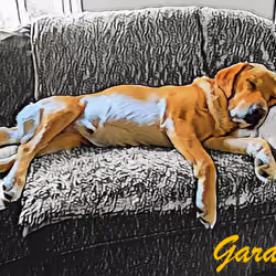 My Labrador's - #06