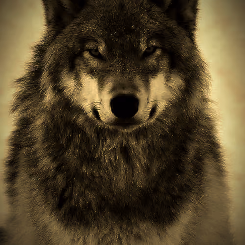 eyes of the wolf