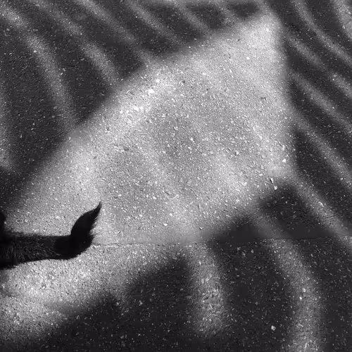 Item #56431751608181922231259635946092067407977788553703326303680802297556594851841 Media