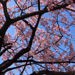 Cherry Blossom (Sakura)