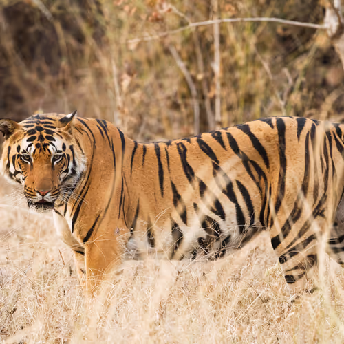 The Types Of Tigers In The World