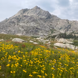 Alpine | Wildflower 