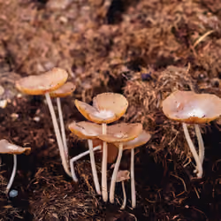 Magic Fungi for New Life - Umbrellas