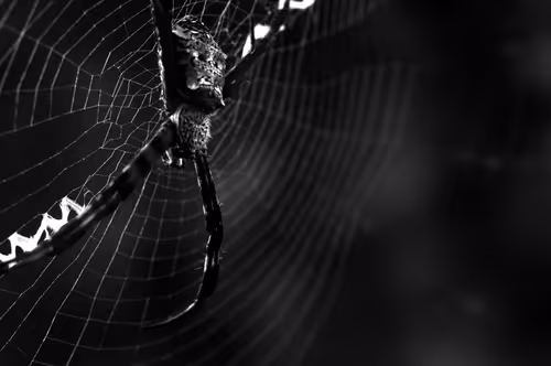 Item #84959981716225864493476618462304724133826851655422953024680602883683004710913 Media