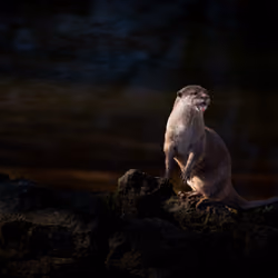 otter