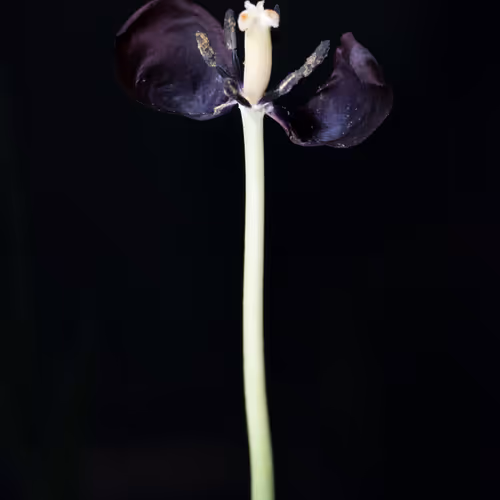 Tulip1637 Special Editions Latulipenoire
