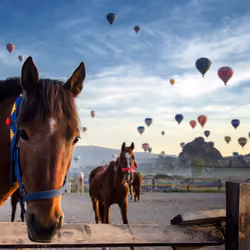 The Land Of Beautiful Horses