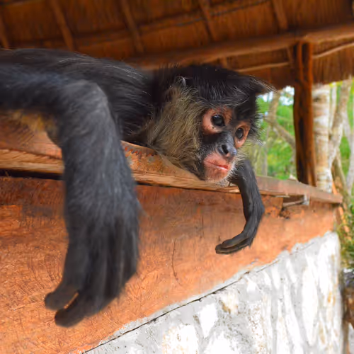 Tired Monkey 