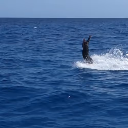 Dillynsoceanadventures