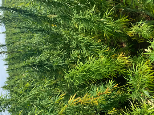 sea of weed