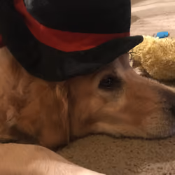 BELLA thinks about a Treat in her Hat.