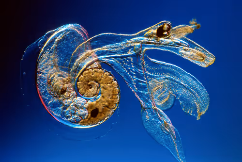 Item #45444933105814713935710960617916320767191361757981094059683590473163424661505 Media