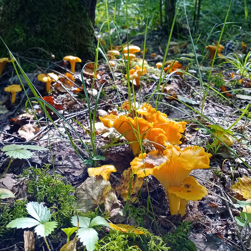 Chanterelle