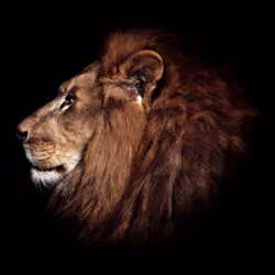 Lion on Profile.
