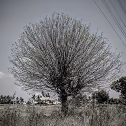 Just a Tree