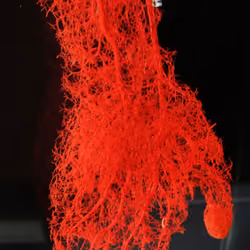 .Blood Vessels Of A Hand